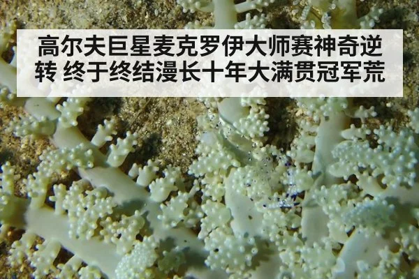 高尔夫巨星麦克罗伊大师赛神奇逆转 终于终结漫长十年大满贯冠军荒